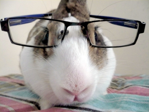 Chester the Rabbit